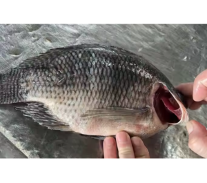 Farmed Black Tilapia Fresh Fish Whole