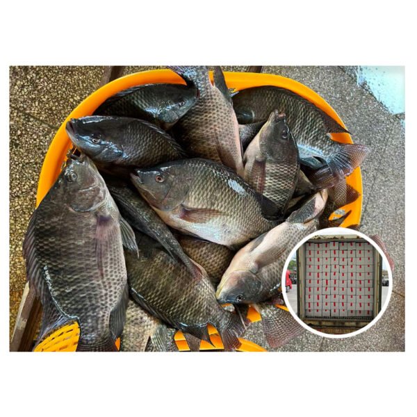 Farmed Wholesale Fresh Seafood Nila Fish