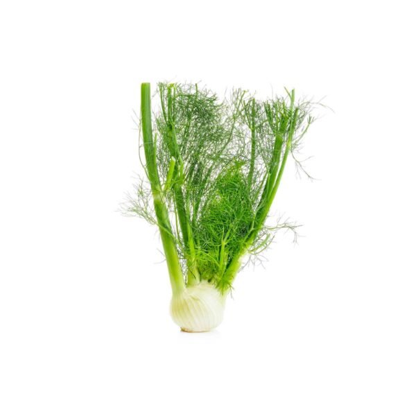 Fennel Jordan 500g Fennel Jordan 500g — premium quality