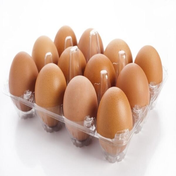 Fertilized Hatching Eggs White and Brown Fertilized Hatching Eggs White and Brown