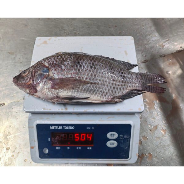 Filete De Tilapia Congelado Iqf Tratado