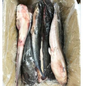 Flathead Catfish Live or Frozen Big