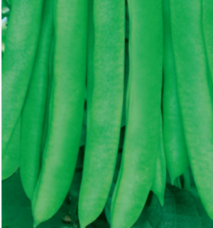 Four Season Pole Bean King
