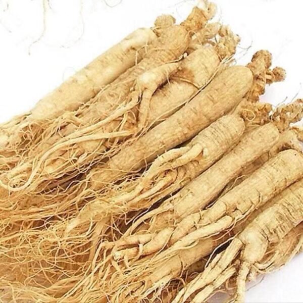 Free Sample Ginseng Jilin Ginseng Changbai