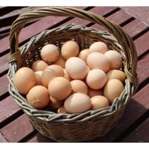 Fresh Broiler Table Eggs Cobb 500