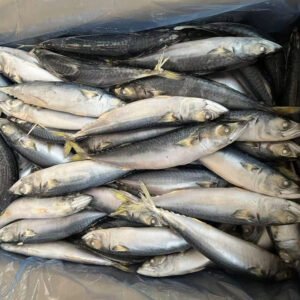 Fresh Catching Pacific Mackerel Fish Scomber