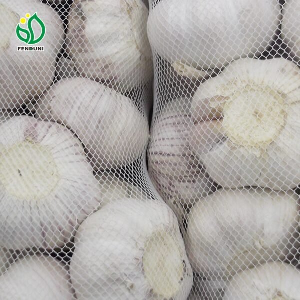 Fresh Chinese Garlic Supplier Cold Storage Fresh Chinese Garlic Supplier Cold Storage