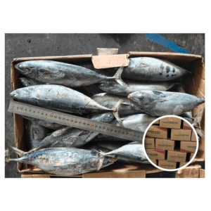 Fresh Frozen Bonito Fish 300 500g