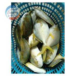 Fresh Frozen Golden Pompano Fish Pomfret