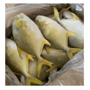 Fresh Frozen Golden Pompano Whole Fish