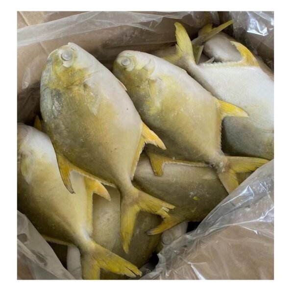 Fresh Frozen Golden Pompano Whole Fish