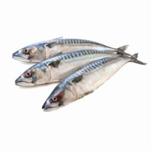 Fresh Frozen Indian Mackerel Fish Seafood