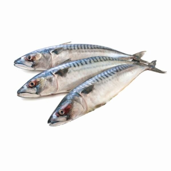 Fresh Frozen Indian Mackerel Fish Seafood Fresh Frozen Indian Mackerel Fish Seafood