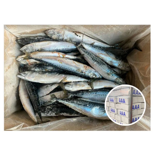Fresh Frozen Indian Mackerel Whole Round Fresh Frozen Indian Mackerel Whole Round