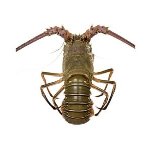 Fresh Frozen Seafood Lobsters High Quality