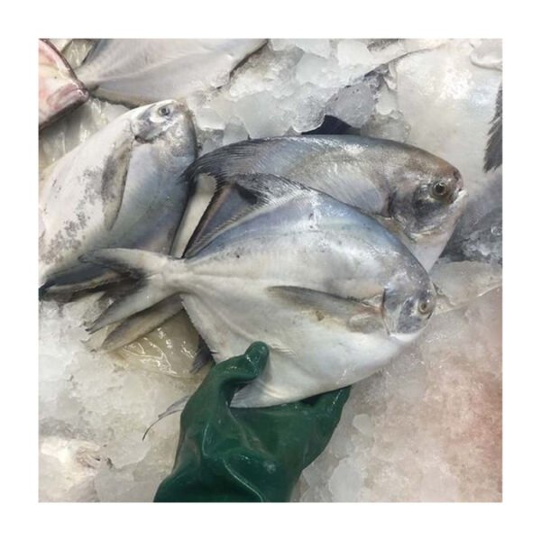 Fresh Frozen Silver Pomfret Fish 400 Fresh Frozen Silver Pomfret Fish 400