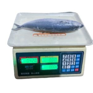 Fresh Frozen Spanish Mackerel Fish Portion