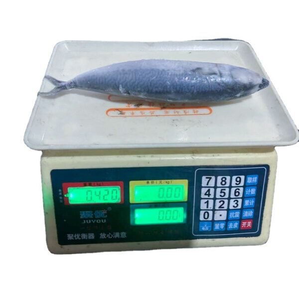 Fresh Frozen Spanish Mackerel Fish Portion