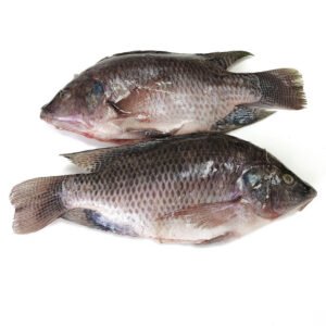 Fresh Frozen Tilapia Fish GS Chinese