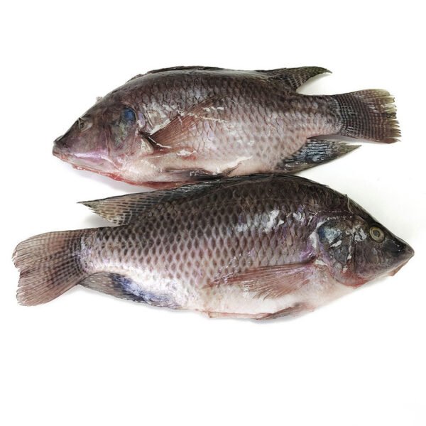 Fresh Frozen Tilapia Fish GS Chinese