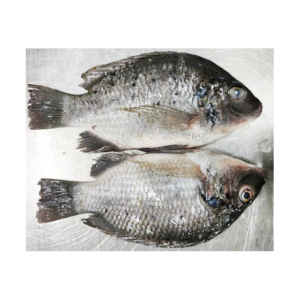 Fresh Frozen Tilapia Fish Low Price