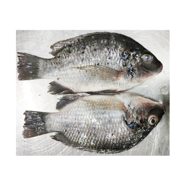 Fresh Frozen Tilapia Fish Low Price