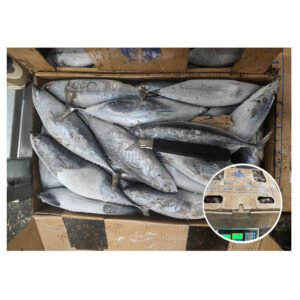 Fresh Frozen Tuna Bonito Skipjack Fish