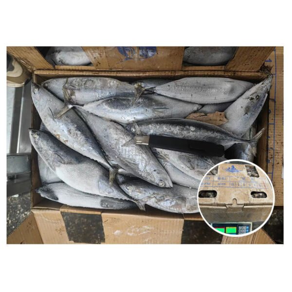 Fresh Frozen Tuna Bonito Skipjack Fish Fresh Frozen Tuna Bonito Skipjack Fish