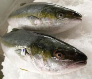Fresh Frozen yellowtail fish