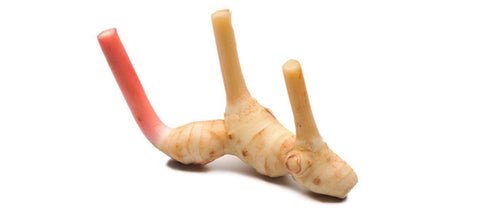Fresh Galanga Root — premium quality