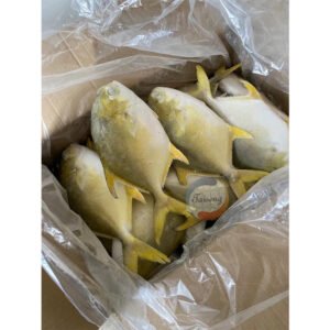 Fresh Golden Pompano Whole Fish 300