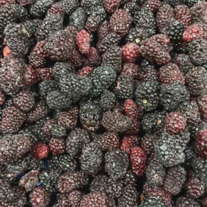 Fresh Harvested 10kg Mulberries Individually Quick