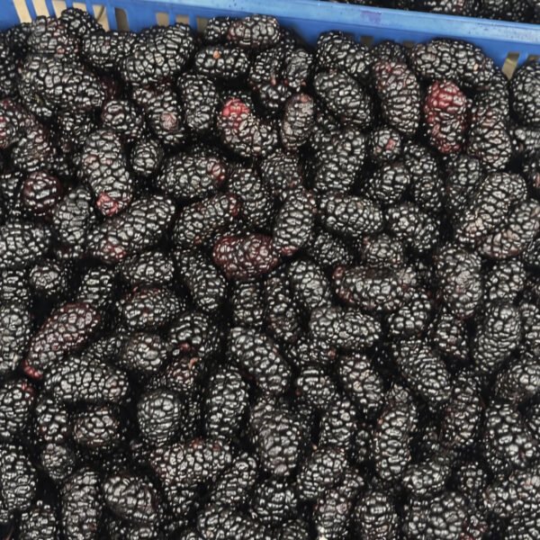 Fresh Harvested Mulberries Individually Quick Frozen