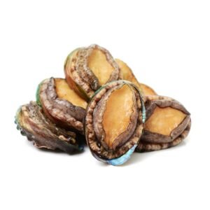 Fresh Live South African Abalone Haliotis