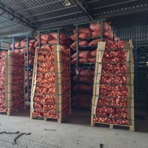 Fresh Onion Bulbs From Shandong Factory