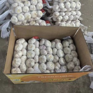 Fresh Purple Garlic Supply Middle East