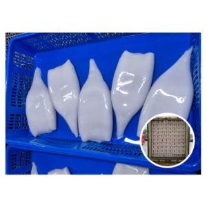 Fresh Quality High Demand Calamari Squid