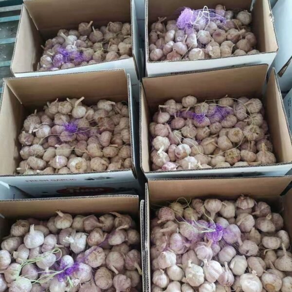 Fresh Red Garlic 2025 Crop Quality