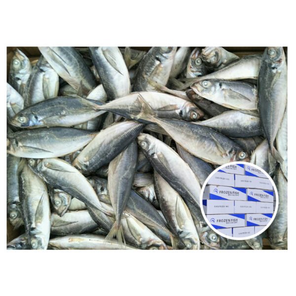 Fresh Seafood Whole Frozen Horse Mackerel