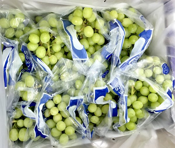 Fresh Seedless Grapes Global GAP Certified