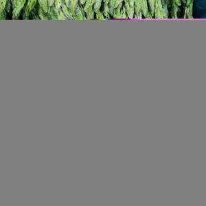 Fresh Vegetables Frozen Asparagus Stem IQF