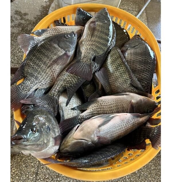 Freshly Frozen Whole Round Tilapia IQF