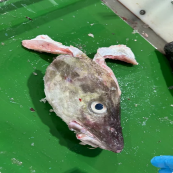 Frozen Atlantic Cod Heads Well Cleaned