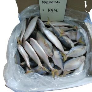 Frozen Atlantic Mackerel Fish Premium Grade