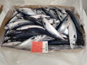 Frozen Atlantic Mackerel Whole Round