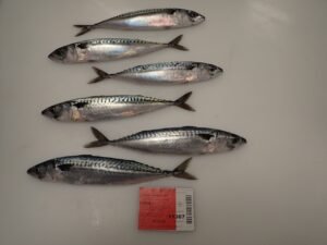 Frozen Atlantic Mackerel WR High Quality
