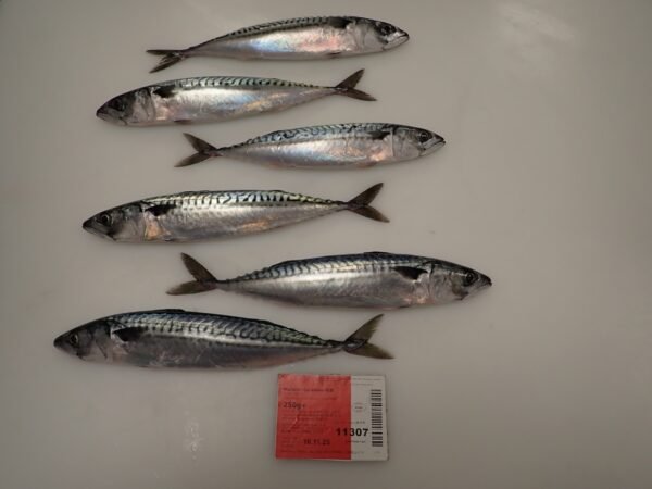 Frozen Atlantic Mackerel WR High Quality