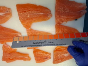 Frozen Atlantic Salmon Bits and Pieces