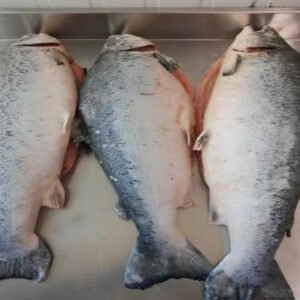 Frozen Atlantic Salmon HG
