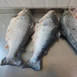 Frozen Atlantic Salmon HG Chile Origin